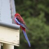 アカクサインコ(Crimson Rosella)