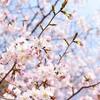 桜の花咲く四月、は夏