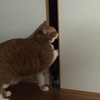 土曜日の恋猫！