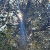 国後島　樹齢1000年超のイチイ「クリルの賢者」が「ロシアの今年の木」コンテストにノミネート