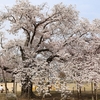 旧瑞龍小学校の瑞桜・・