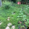 汗だくで草刈り