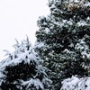 朝から雪がしんしんと降り続く