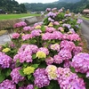 フォト・ライブラリー(457)山里の紫陽花in美祢