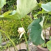 淨蓮寺　蓮のたよりR6⑤　