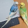 セキセインコ卵が成鳥になるまで