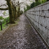 駿府城桜行脚2024　～ここは穴場の花見遊歩道です～