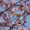 大寒桜の花のなかで ～メジロ～