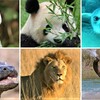 【ダーウィンが来た！】絶滅危惧種の生きものたちを守る、画期的な取り組みとは？