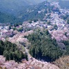 吉野に桜を見に行きました(今更の更新です)