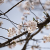 今年も近所の公園で