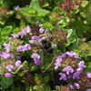 続白山高山植物園「蜜蜂」