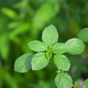 アスパラモロヘイヤのゲームとかのブログ