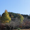 庭田山と祖父江の紅葉