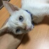 共働き同棲カップルの我が家に保護猫がやってくるまで