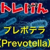 プレボテラ属（Prevotella）