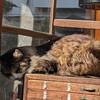 花御朱印巡りで出会った神社とお寺の猫ちゃん達🐈