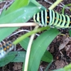 ヒイキされる害虫と、嫌われる害獣