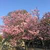 城山公園の桜が咲き始めてました