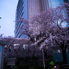 隅田公園の桜