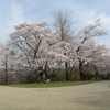 弁天山の桜