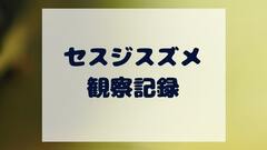 セスジスズメ｜節足動物門 昆虫綱 鱗翅目 スズメガ科