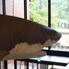 埼玉県立自然の博物館でメガロドンに説教