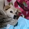 前庭疾患8日目
