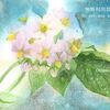 水彩画　ジャガイモの花
