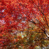 城峯公園の冬桜と紅葉