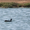 アフリカオオバン Red-knobbed Coot