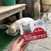 外猫ぶささん ついにノミダニ駆除をする