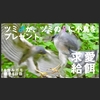 ツミの♂♀違いと求愛給餌。カルガモ親子6。　5月5日今日撮り野鳥動画まとめ