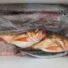 寒さとイライラのヤリイカ釣り