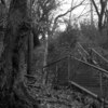Photo No.42