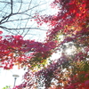 桜樹と紅葉