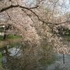 ヤッパリこの時期、さくら・桜　晴れても雨でも　咲く桜と散る桜かな　🌸^^!