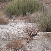 ベンゲラヒバリ Benguela Long-billed Lark
