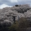 桜が見ごろの季節です//富岡バイパス店