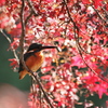 週末風景「紅葉とカワセミ」