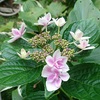 コンペイト（[紫陽花）が