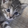 【里親を探しています】生後一ヶ月の子猫を助けてください【モノじゃないんです。命なんです】