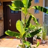 バナナ栽培11