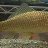 キンブナ(Carassius auratus subsp.)