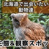 【北海道で出会いたい野生動物】エゾナキウサギやシマエガナなどの生息・ウォッチングスポット