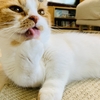 洗濯、爪切り、ブログなどなど…猫三昧の週末でした。