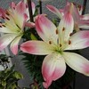 百合が咲いた