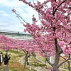 河津桜は見ごろ🌸