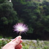 落ちて知る・・・ネムの花