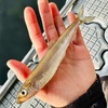 12/21(土)桟橋デカサキ14.9㎝❗️ ボートエンジョイバス4匹🐟